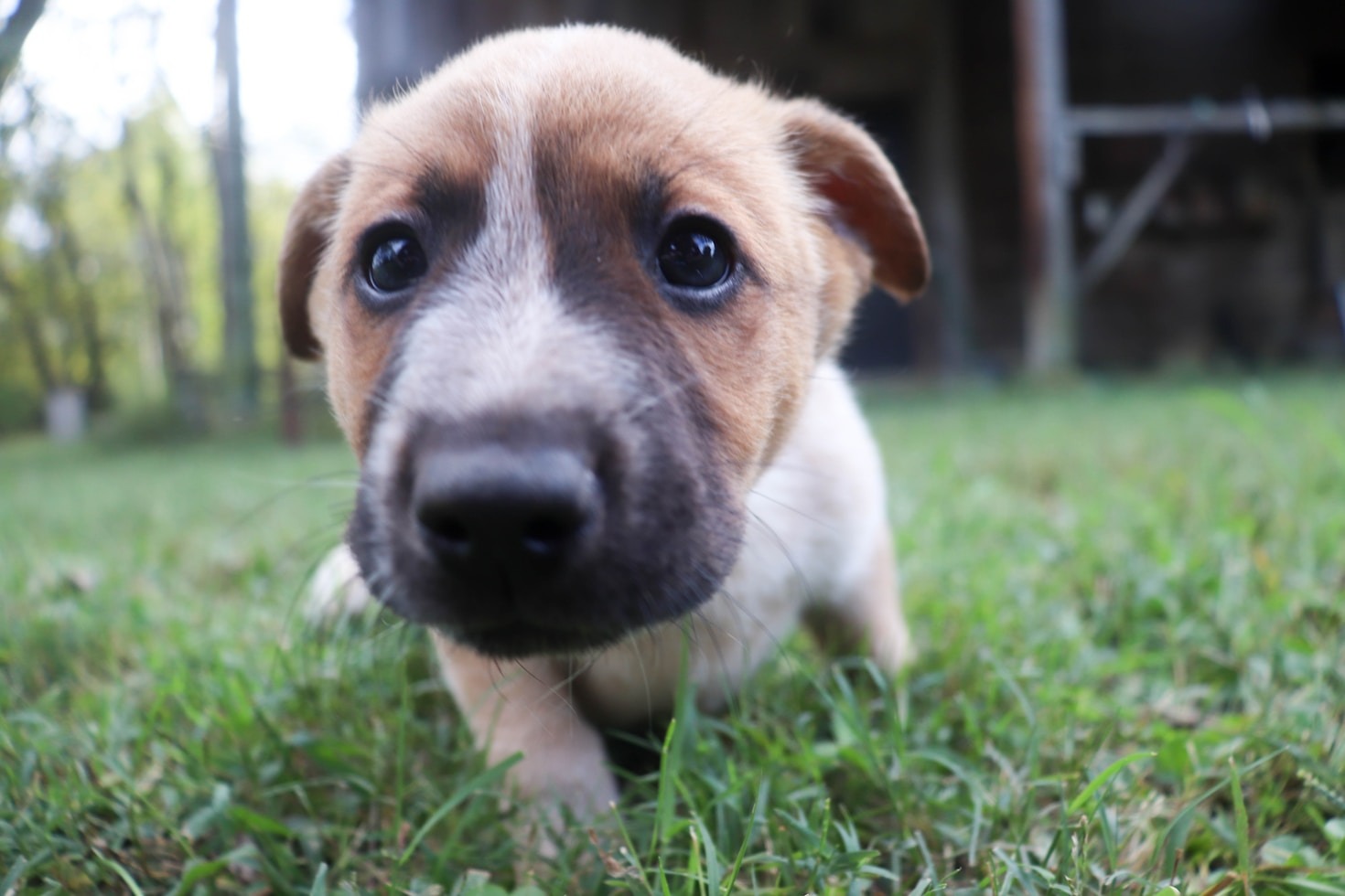 The Importance of Responsible Pet Ownership